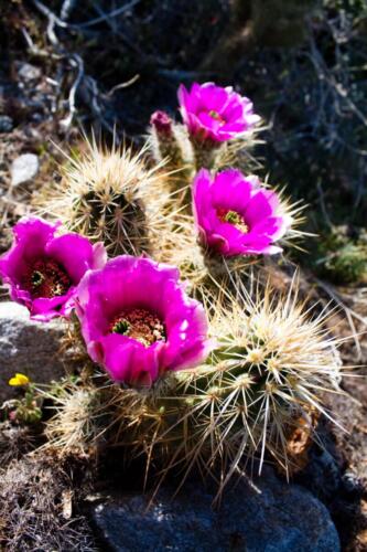 Anza Borrego (Sophie Sun)