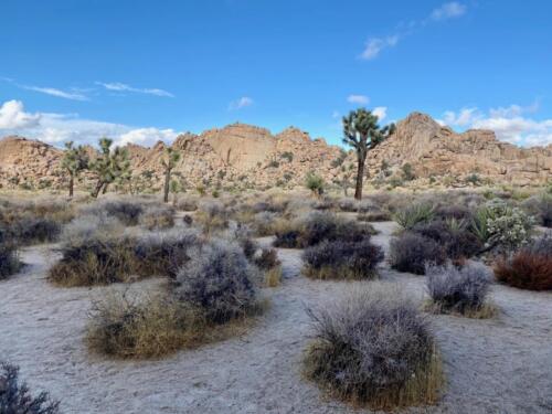 Joshua Tree (Lina Costanzo)