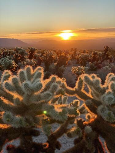 Joshua Tree (Meghna Bhatter)