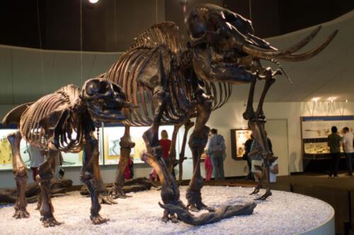 La Brea Tar Pits, Los Angeles (Sophie Sun)