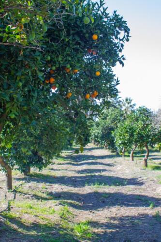 Orange Grove Loma Linda (Sophie Sun)