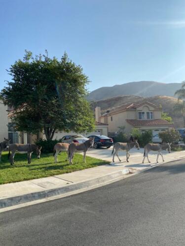 Reche Canyon Donkeys (Meghna Bhatter)