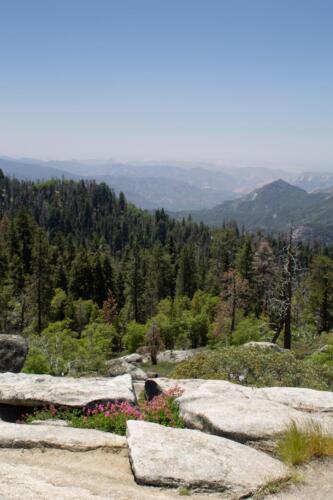 Sequoia National Park (Sophie Sun)